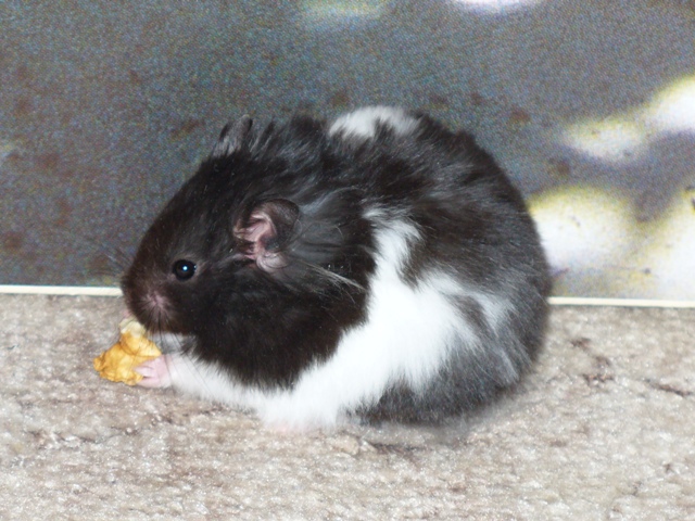 KŘEČEK 0223.jpg